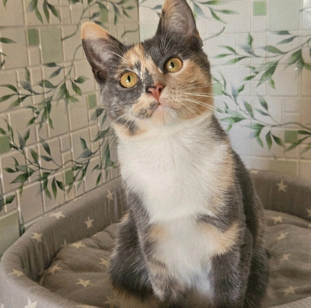 Котята ищут дом. В дар!, котенок 4 месяца
