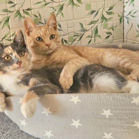 Котята ищут дом. В дар!, котенок 4 месяца