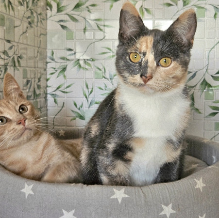 Котята ищут дом. В дар!, котенок 4 месяца