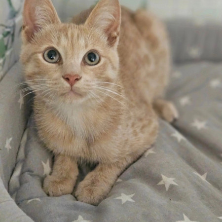 Котята ищут дом. В дар!, котенок 4 месяца