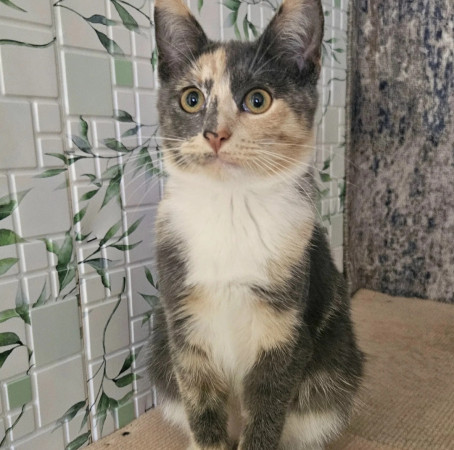Котята ищут дом. В дар!, котенок 4 месяца