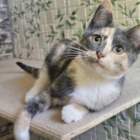 Котята ищут дом. В дар!, котенок 4 месяца