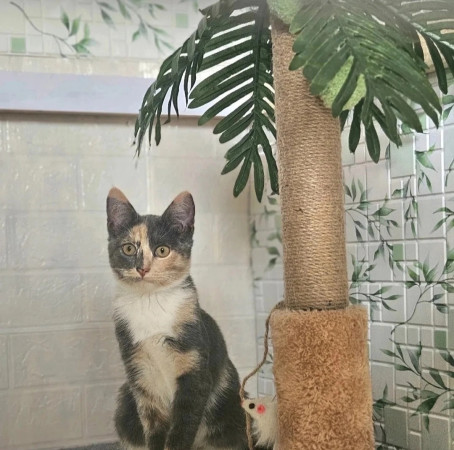 Котята ищут дом. В дар!, котенок 4 месяца
