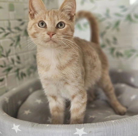 Котята ищут дом. В дар!, котенок 4 месяца