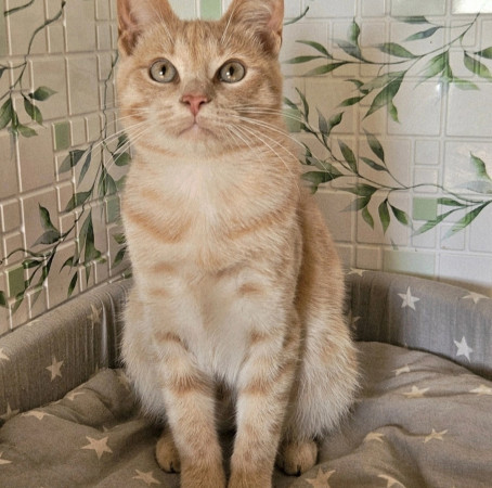 Котята ищут дом. В дар!, котенок 4 месяца