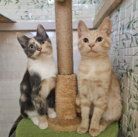 Котята ищут дом. В дар!, котенок 4 месяца