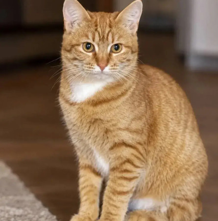 Котенок Тея ищет дом. В дар!, котенок 5 месяцев