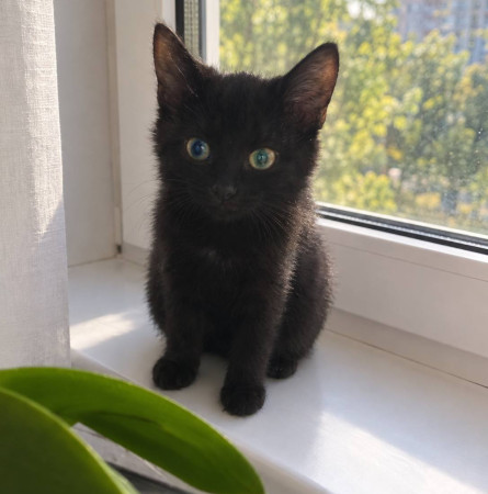Котёночек Клякса ищет дом. В дар!, котенок 3 месяца