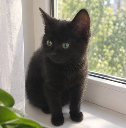 Котёночек Клякса ищет дом. В дар!, котенок 3 месяца