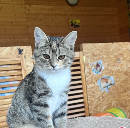 Лакки , котенок 3 месяца