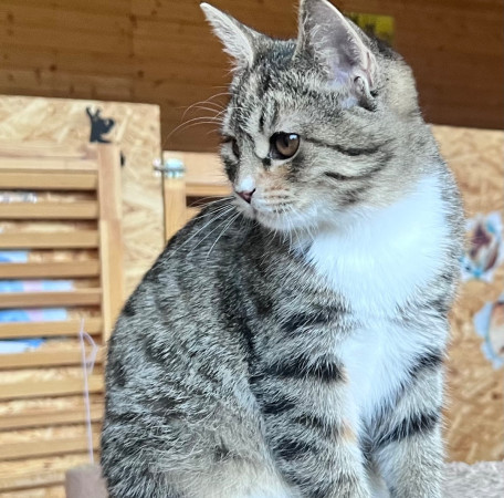 Лакки , котенок 3 месяца