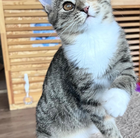 Лакки , котенок 3 месяца