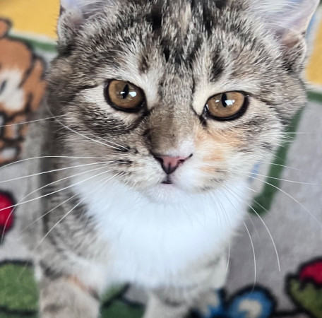 Лакки , котенок 3 месяца