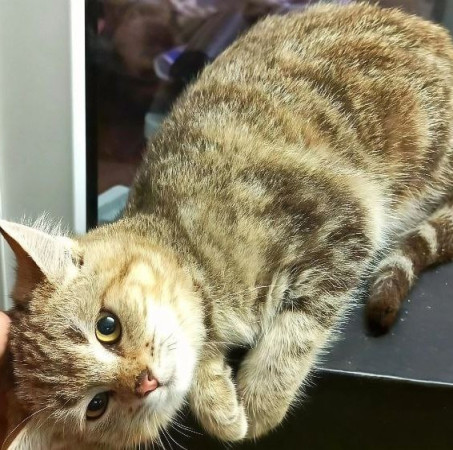 Котята девочки ищут дом. В дар! , котенок 3 месяца