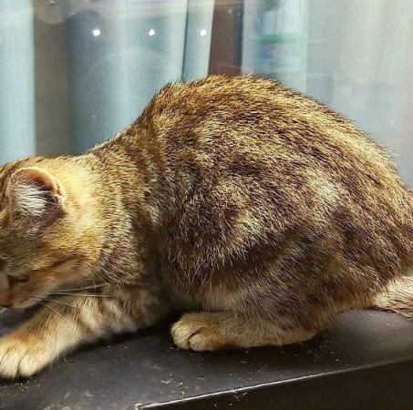 Котята девочки ищут дом. В дар! , котенок 3 месяца