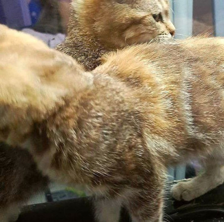 Котята девочки ищут дом. В дар! , котенок 3 месяца