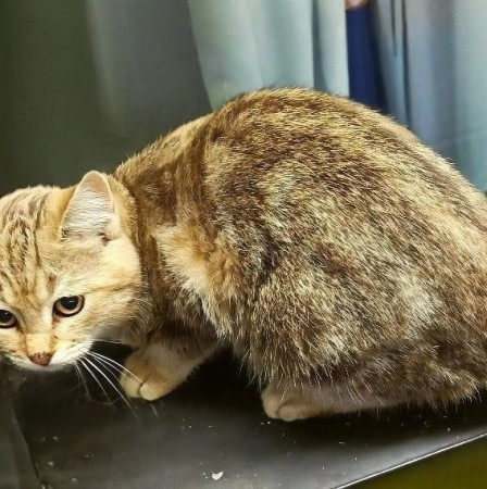 Котята девочки ищут дом. В дар! , котенок 3 месяца