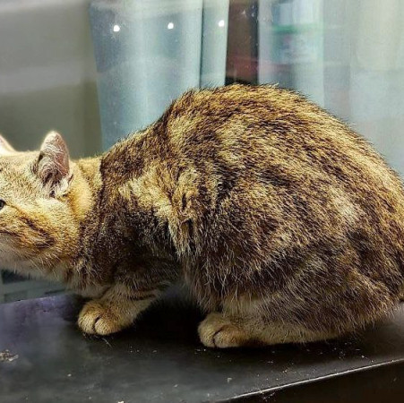 Котята девочки ищут дом. В дар! , котенок 3 месяца