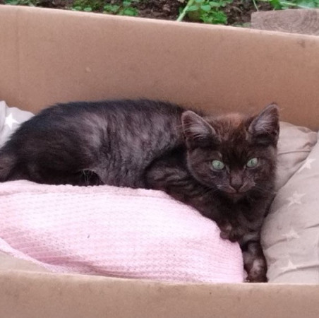 Зеленоглазый котенок ищет дом. В дар!, котенок 3 месяца