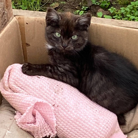 Зеленоглазый котенок ищет дом. В дар!, котенок 3 месяца