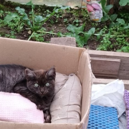 Зеленоглазый котенок ищет дом. В дар!, котенок 3 месяца