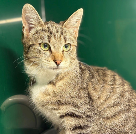 Котенок Мокка ищет семью , Трёхцветный, Лубянка, Кошка в хорошие руки