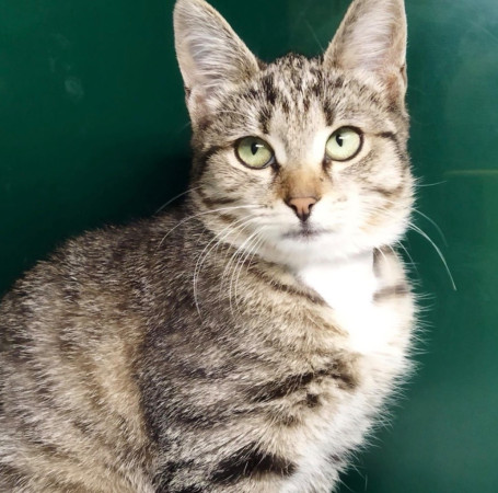 Котенок Мокка ищет семью , Трёхцветный, Лубянка, Кошка в хорошие руки