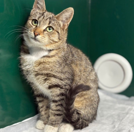 Котенок Мокка ищет семью , Трёхцветный, Лубянка, Кошка в хорошие руки