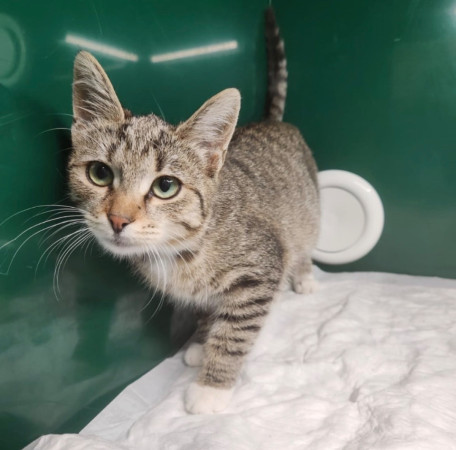 Котенок Мокка ищет семью , Трёхцветный, Лубянка, Кошка в хорошие руки