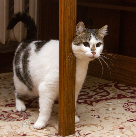  Ищет свою семью плюшевая толстушка Веснушка! В дар! , Двухцветный, Спортивная, Кошка в хорошие руки