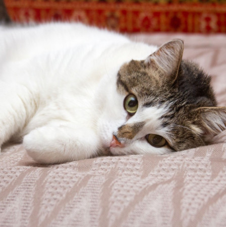  Ищет свою семью плюшевая толстушка Веснушка! В дар! , Двухцветный, Спортивная, Кошка в хорошие руки