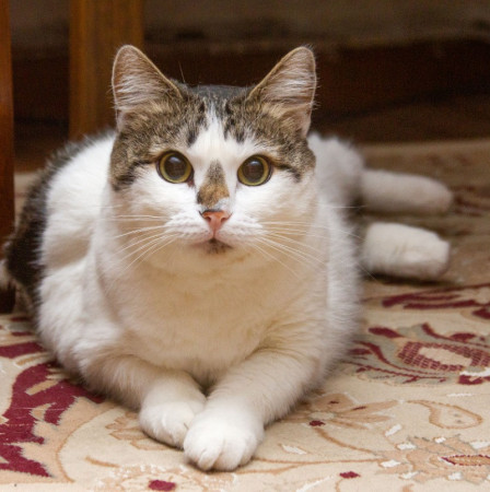  Ищет свою семью плюшевая толстушка Веснушка! В дар! , Двухцветный, Спортивная, Кошка в хорошие руки