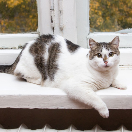  Ищет свою семью плюшевая толстушка Веснушка! В дар! , Двухцветный, Спортивная, Кошка в хорошие руки