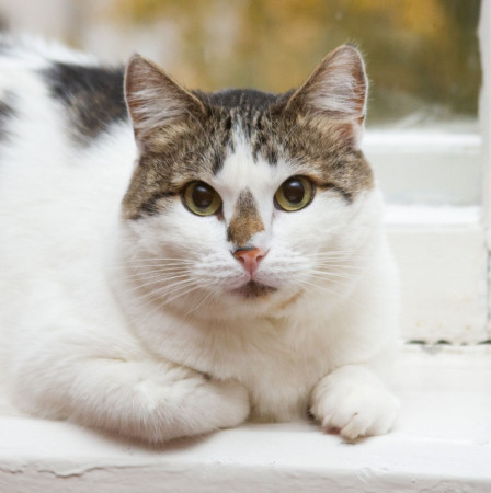  Ищет свою семью плюшевая толстушка Веснушка! В дар! , Двухцветный, Спортивная, Кошка в хорошие руки