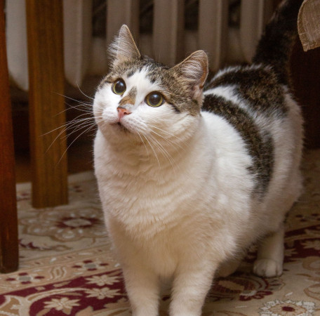  Ищет свою семью плюшевая толстушка Веснушка! В дар! , Двухцветный, Спортивная, Кошка в хорошие руки