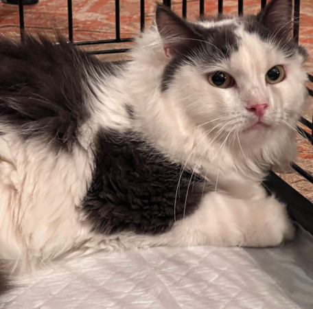 Котик Зефир очень ждет своего человека. В дар!, Серый с белым, Курская, Кот в добрые руки