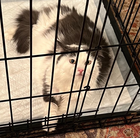 Котик Зефир очень ждет своего человека. В дар!, Серый с белым, Курская, Кот в добрые руки