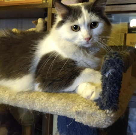 Котик Зефир очень ждет своего человека. В дар!, Серый с белым, Курская, Кот в добрые руки