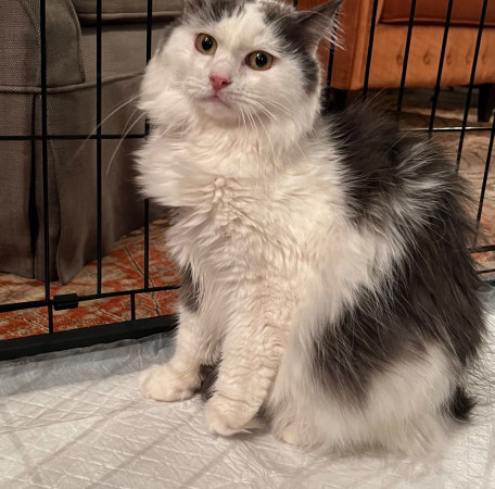 Котик Зефир очень ждет своего человека. В дар!, Серый с белым, Курская, Кот в добрые руки