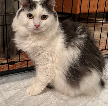 Котик Зефир очень ждет своего человека. В дар!, Серый с белым, Курская, Кот в добрые руки