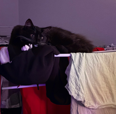 Чудесный котенок Оникс ищет дом! В дар! , котенок 4 месяца