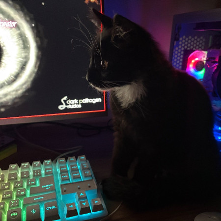 Чудесный котенок Оникс ищет дом! В дар! , котенок 4 месяца