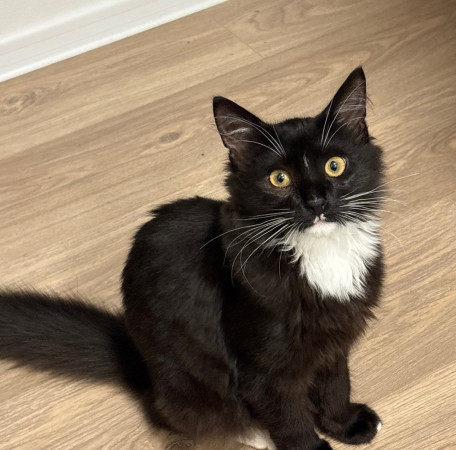 Чудесный котенок Оникс ищет дом! В дар! , котенок 4 месяца