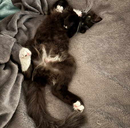 Чудесный котенок Оникс ищет дом! В дар! , котенок 4 месяца