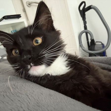 Чудесный котенок Оникс ищет дом! В дар! , котенок 4 месяца