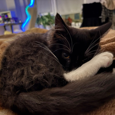 Чудесный котенок Оникс ищет дом! В дар! , котенок 4 месяца