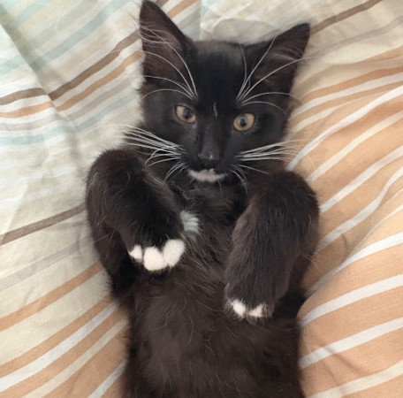 Чудесный котенок Оникс ищет дом! В дар! , котенок 4 месяца