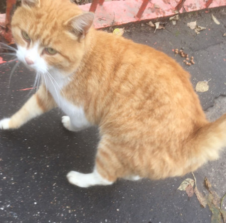 Ласкучему, доброму, молодому Рыжуле срочно нужен  дом. В дар!, Рыжий с белым, Царицыно, Кот в добрые руки