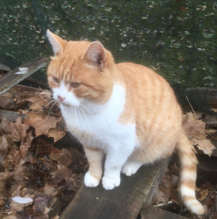 Ласкучему, доброму, молодому Рыжуле срочно нужен  дом. В дар!, Рыжий с белым, Царицыно, Кот в добрые руки
