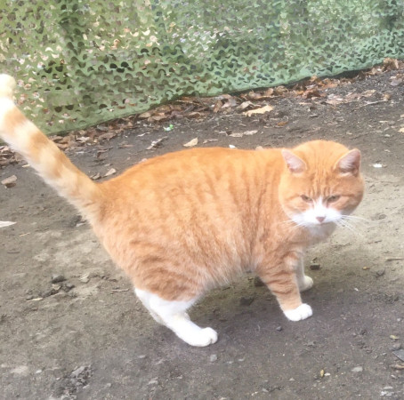 Ласкучему, доброму, молодому Рыжуле срочно нужен  дом. В дар!, Рыжий с белым, Царицыно, Кот в добрые руки
